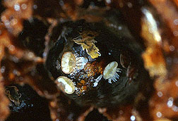 Varroa mites found in a honey bee brood cell. Click here for full photo caption.