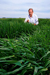 Agronomist inspects barley test plots for early-season incidence of barley stripe rust. Click here for full photo caption.