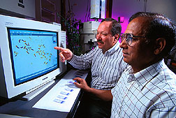 Scientists use a computerized image analysis system to identify banding patterns on alfalfa. Click here for full photo caption.