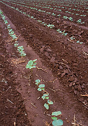 Conventional tillage leaves soil uncovered and vulnerable to erosion. Click here for full photo caption.