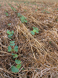 Planting cotton in ultra-narrow rows in rye residue protects soil. Click here for full photo caption.