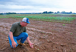 Cotton specialist checks rotation plots. Click here for full photo caption.