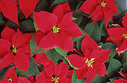 Poinsettias: Click here for full photo caption.