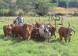 Animal caretaker with herd of cows: Click here for full photo caption.