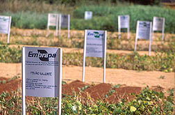 Plots at a field exposition: Click here for full photo caption.
