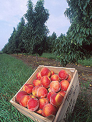 Wooden box filled with peaches: Click here for full photo caption.