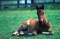 A foal: Click here for full photo caption.
