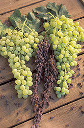 Selma Pete raisin grapes: Click here for full photo caption.