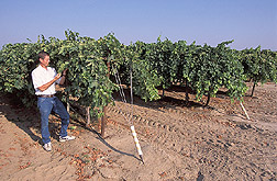 Horticulturist evaluates Selma Pete raisin grapes: Click here for full photo caption.