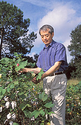 Chemical engineer examines the flowers on a cotton plant: Click here for full photo caption.