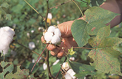 Close-up of a cotton boll: Click here for full photo caption.
