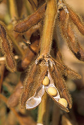 Mature soybeans, sitting within their pod: Click here for full photo caption.