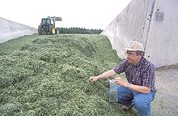Agricultural engineer takes forage samples: Click here for full photo caption.