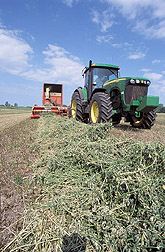 A row of wilted, chopped, green alfalfa: Click here for full photo caption.