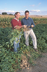Soil microbiologist and geneticist examine roots of potatoes: Click here for full photo caption.