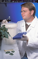 Technician prepares to extract RNA from samples of potato leaves: Click here for full photo caption.