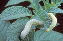 Cabbage looper larvae on potato leaves: Click here for photo caption.