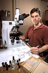 Entomologist illustrates details of an adult male scale insect: Click here for full photo caption.