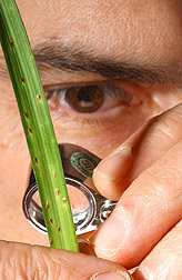 Entomologist takes a closer look at a fern scale: Click here for full photo caption.