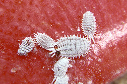 Invasive scale insects, Citrophilus mealybugs: Click here for full photo caption.
