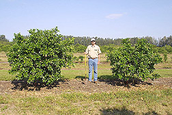 The director of the Kerr Center for Sustainable Agriculture stands between two grapefruit trees: Click here for full photo caption.