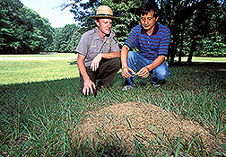 Natural resource director and entomologist prepare to offer fire ants experimental bait: Click here for full photo caption.