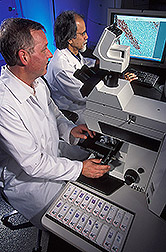Two veterinary medical officers examine prion distribution in brain tissue: Click here for full photo caption.