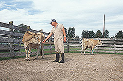 Animal caretaker tends to two jersey steers: Click here for full photo caption.