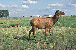 Elk: Click here for full photo caption.