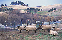 Sheep: Click here for full photo caption.