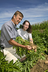 Technicians inspect early growth of Russet Burbank potatoes: Click here for full photo caption.