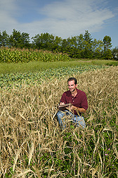 Research leader examines a plot of barley interseeded with red clover: Click here for full photo caption.