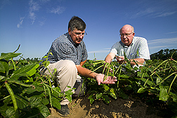 Technician and geneticist examine seed and pod quality of a pinkeye-type southernpea: Click here for full photo caption.