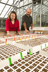 Research associate and geneticist plant a broccoli crop: Click here for full photo caption.