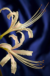 Lycoris houdyshellii flowers: Click here for full photo caption.