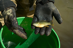Green sunfish: Click here for full photo caption.