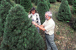 Laurie Koelling and Robert Haack check a Scotch pine for pine shoot beetles. Click here for full photo caption.