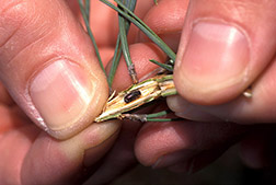 A pine shoot beetle. Click here for full photo caption.
