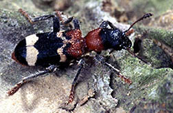 Predatory beetle Thanasimus formicarius. Click here for full photo caption.