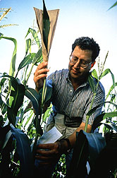 Geneticist Victor Raboy prepares a lowphytic- acid corn plant for self-pollination. 