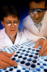 A Biochemist (left) and a plant breeder analyze hybrid corn samples.