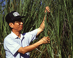 Peter Tai examines sugarcane