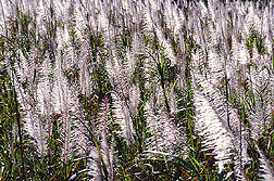 Tasseled sugarcane