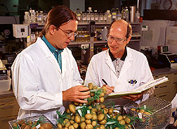 William Belknap and Paul Allen catalog potatoes