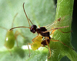 Aparasitic wasp