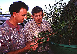 Researcher Matthew Purcell and entomologist Gary Buckingham