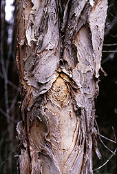 Melaleuca bark
