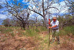 Ecologist takes a soil core sample in grassland invaded by honey mesquite.