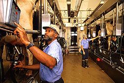 Animal caretakers collect data on the quantity of milk fat and protein from dairy cattle. 