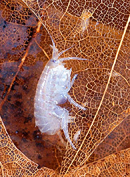 This 1/4-inch-long crustacean, Hyalella azteca, is common in aquatic systems. Click here for full photo caption.